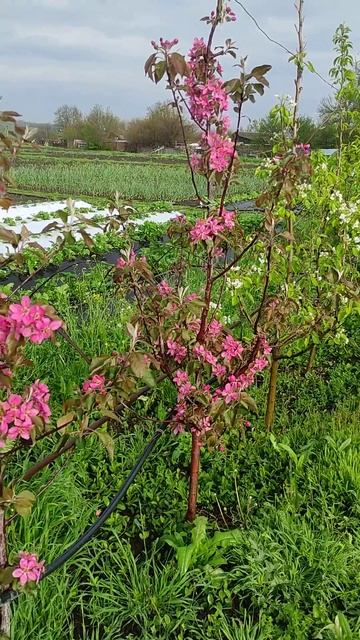 Яблони на 29.04.23. Подвой м9. смотреть онлайн