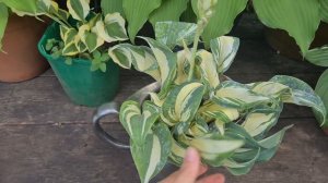 Распаковка. Много новинок. Хосты от Fransen. Neue Hostasorten von Fran