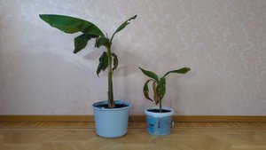 Решил вырастить бананы в Подмосковье!