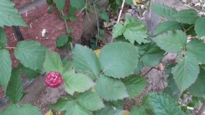 Ежевика без шипов удивила меня первой ягодкой в октяб?