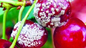 Больной сад. Сентябрь. Обязательно.