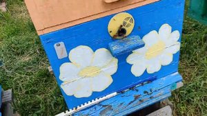 Летки в магазинных корпусах !!! Лёт пчёл и эффективност