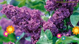 Сирень обыкновенная на штамбе Людвиг Шпет. Краткий об?