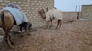 Түйеден пайда барма? түйе туралы ақпарат