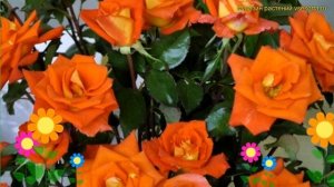 Роза чайно-гибридная Моника. Краткий обзор, описание х