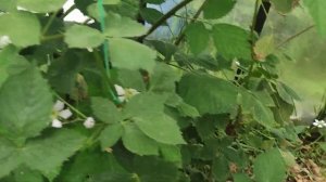 Ежевика Виктория, Понка, Блэк Джем, Тревелер