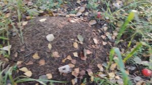 Муравейник.