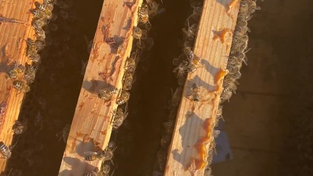 Как сохранить породу пчёл смотреть онлайн