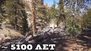 005 Какое дерево самое старое в мире / Вопросики