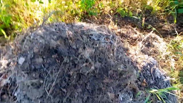 Правильный полив хурмы смотреть онлайн