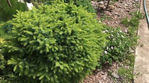 Хвойный Сад Надежды Ч2 28 июня 2025г