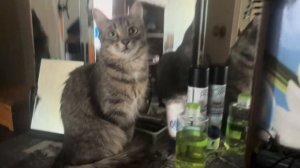 Кошка Мошка оценивает стол для макияжа с зеркалом