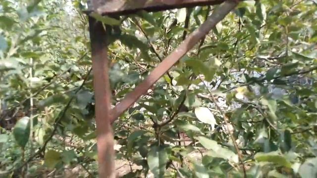 Как понять, что дерево больно? смотреть онлайн