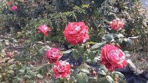 Роза Хулио Иглесиас - чайно-гибридная Питомник Роз Пол