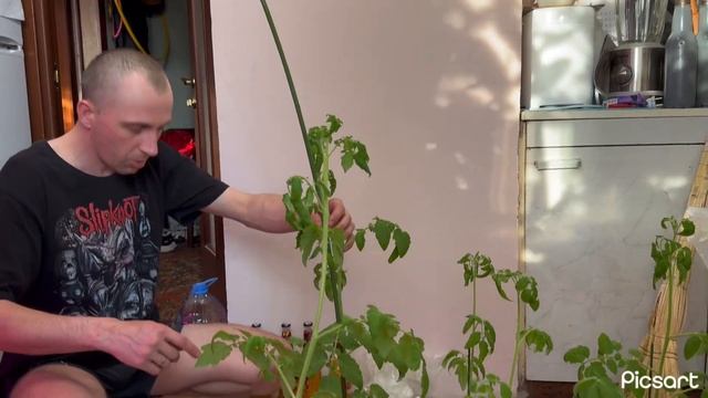 Выращиваем помидоры 🍅 на балконе. смотреть онлайн