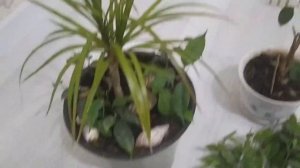 Как обрезать фикус Бенджамина и укоренить черенки пра