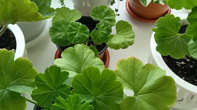 Когда лучше укоренять черенки Пеларгонии Герани??? смотреть онлайн