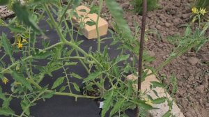 Обзор томатов в открытом грунте без укрытия. Подмоско?