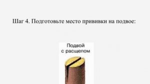 прививка яблони весной