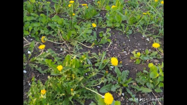 Цветущий Донбасс 15 - 25 апреля 2024год. смотреть онлайн