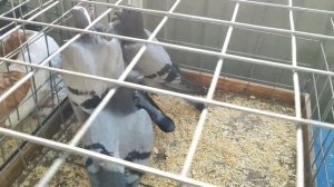 28.06.2025г Ярмарка Москва Голубиный Рай ч.1