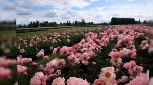 Как защитить пионы от болезней и вредителей в конце ле