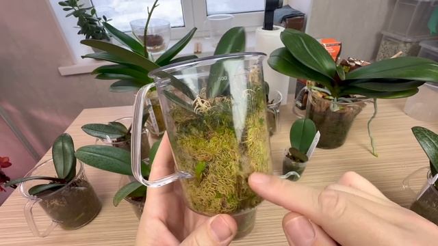 мох убийца орхидей - даёт ЖИРНЫЕ сочные корни орхид смотреть онлайн