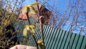 Северный фундук.Загущенная посадка сортоформы 42 19.