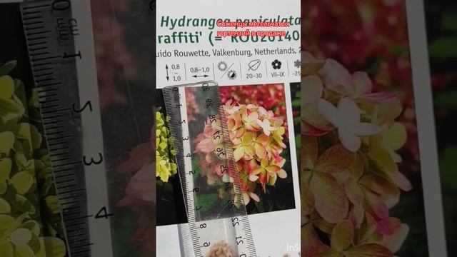 Обзор гортензии Graffiti, один из любимых сортов. смотреть онлайн