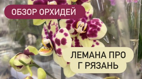 🔴ОБЗОР ОРХИДЕЙ Лемана Про Рязань #новыеорхидеи #орхидеиуход #обзорорхидей #покупкацветов #обзоры