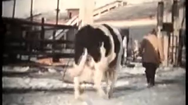 Генетика и селекция: Индивидуальный отбор смотреть онлайн