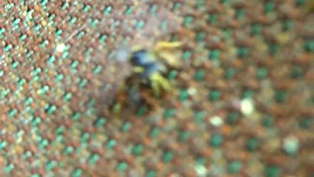 🐝#Пчелы разорвали осу как шарик перчатку смотреть онлайн