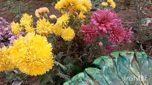 Поделка из цемента #листья из цемента #цветы #огород #с?