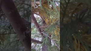 Болезнь Купрессоципариса Лейланда. Что делать? #сад #х?