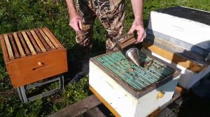 Многокорпусное пчеловодство Сибири. Постановка второ