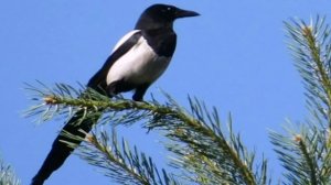 Холодная зимовка. По Н. Сладкову