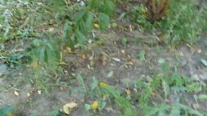 Сорта персиков  Канадиенц Хармони, Мирянин, Плетиа