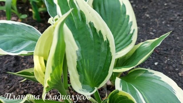 При посадке в тени она раскрывается по-другому Хоста Ka смотреть онлайн