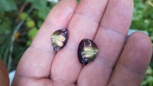 Сезон 2023.какой виноград созреет первый. ???Агат Донской