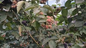 Ежевика Гай. 19.07.25 г.