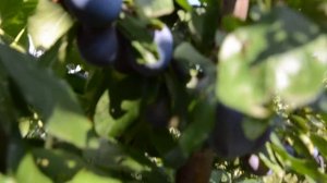 Саженец сливы Ренклод синий