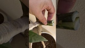 Плюмерия (Франжипания). Прививка черенком. Черенкован?