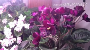 Комнатные цветы / Обзор цветущих фиалок. Часть 2. Март 20