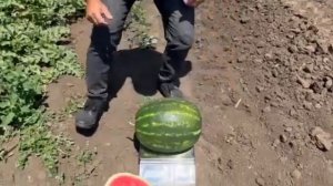 Грин Джар F1 / Green Jar F1 - Арбуз, Seminis