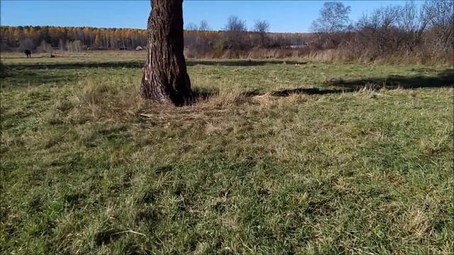 07.10.2019 г. Могучие лиственницы в Коуракском лесу смотреть онлайн