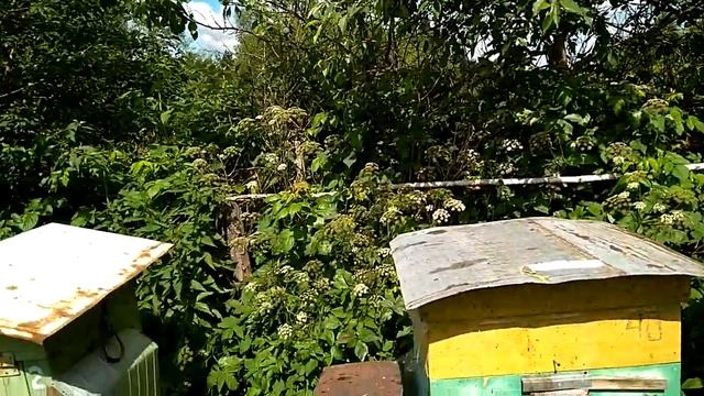 Моя пасека в Беларуссии Верхнедвинский район смотреть онлайн