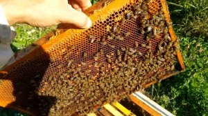 КАК РАЗВИЛСЯ ПАКЕТ ПЧЕЛ ! Пчеловодство для начинающих