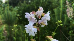 Мыльнянка. Красный мыльный корень.