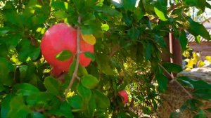 Гранат в Крыму