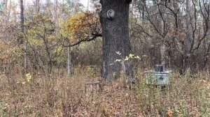 ПЧЁЛЫ МЕДОНОСНЫЕ В ОКТЯБРЕ МЕСЯЦЕ.